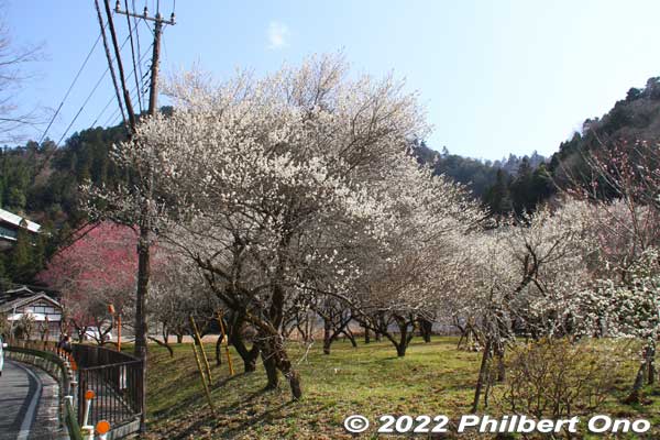 Yunohana Bairin
Keywords: tokyo hachioji takao baigo ume plum blossoms flowers