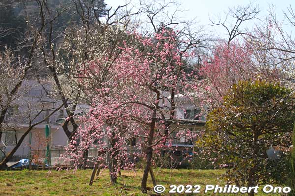 Yunohana Bairin
Keywords: tokyo hachioji takao baigo ume plum blossoms flowers