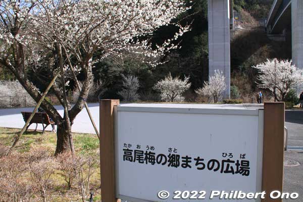 Takao Ume-no-Sato Machi-no-Hiroba
Keywords: tokyo hachioji takao baigo ume plum blossoms flowers
