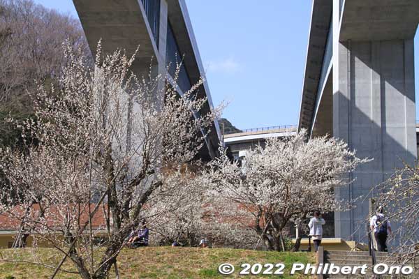 Takao Ume-no-Sato Machi-no-Hiroba is right under the expressway.
Keywords: tokyo hachioji takao baigo ume plum blossoms flowers