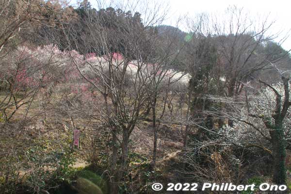 Next plum grove was Tenjin Bairin. It's somewhat hidden behind trees, but there's a sign and bridge to get there.
Keywords: tokyo hachioji takao baigo ume plum blossoms flowers