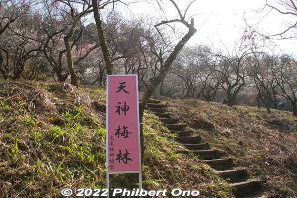Another noted plum grove is Tenjin Bairin (天神梅林) named after Takao Tenmangu Shrine on the top of this hill. 
Keywords: tokyo hachioji takao baigo ume plum blossoms flowers