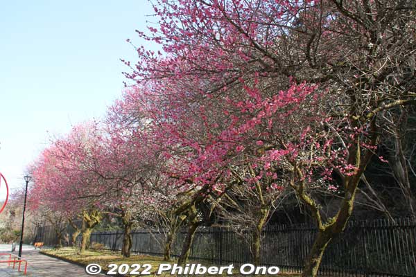Red plum blossoms in a small park.
Keywords: tokyo hachioji takao baigo ume plum blossoms flowers