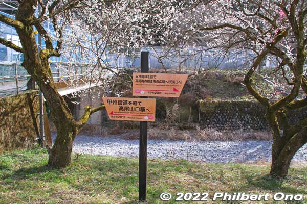 This is near the entrance to this walking path.
Keywords: tokyo hachioji takao baigo ume plum blossoms flowers