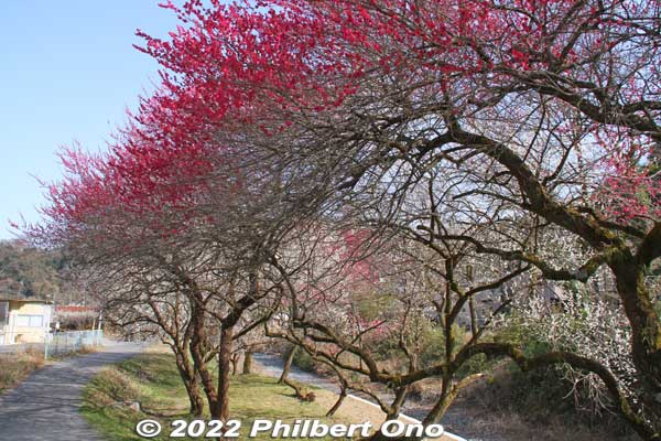Toward the end (or beginning) of the trail are more plum blossoms called Yuhodo Bairin (遊歩道梅林).
Keywords: tokyo hachioji takao baigo ume plum blossoms flowers