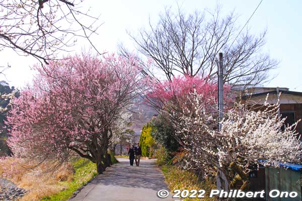 Yuhodo Bairin. There's usually a Plum Blossom Matsuri festival on one of the weekends, but it was canceled in 2021 and 2022 due to Covid-19.
Keywords: tokyo hachioji takao baigo ume plum blossoms flowers