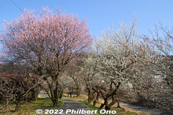 Yuhodo Bairin (遊歩道梅林)
Keywords: tokyo hachioji takao baigo ume plum blossoms flowers