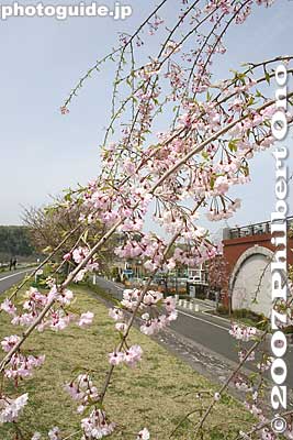 Weeping cherry
Keywords: tokyo hamura tamagawa river weeping cherry blossoms flowers sakura