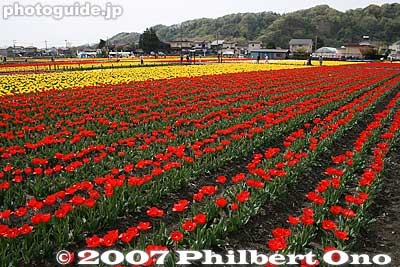 Quite overwhelming with about 360,000 tulip bulbs.
Keywords: tokyo hamura tulip matsuri flowers festival