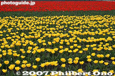 Keywords: tokyo hamura tulip matsuri flowers festival