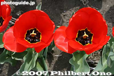 Red tulips
Keywords: tokyo hamura tulip matsuri flowers festival