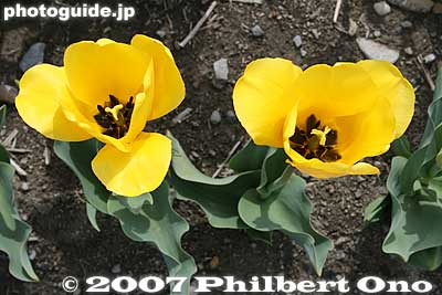Yellow tulips
Keywords: tokyo hamura tulip matsuri flowers festival