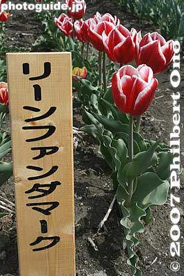 Keywords: tokyo hamura tulip matsuri flowers festival