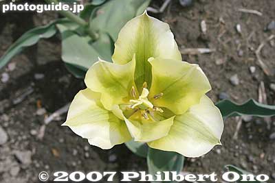 Greenish tulip.
Keywords: tokyo hamura tulip matsuri flowers festival