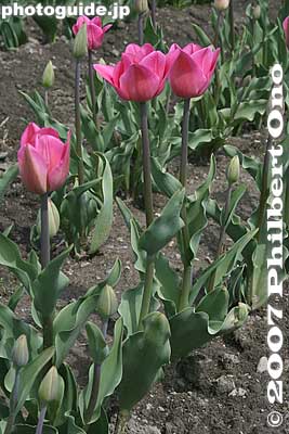 Don Quixote
Keywords: tokyo hamura tulip matsuri flowers festival