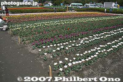 Plot with exotic tulips.
Keywords: tokyo hamura tulip matsuri flowers festival