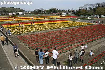View from lookout deck.
Keywords: tokyo hamura tulip matsuri flowers festival