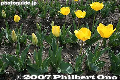 Tulips in various stages.
Keywords: tokyo hamura tulip matsuri flowers festival