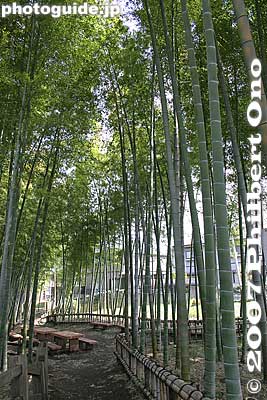 Higashikurume's farming homes used to each have a bamboo grove.
Keywords: tokyo higashikurume takebayashi bamboo grove forest