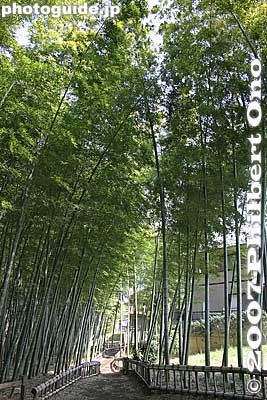 A nice short trail goes through the bamboo forest.
Keywords: tokyo higashikurume takebayashi bamboo grove forest