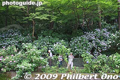 Hill with ajisai (hydrangea).
Keywords: tokyo hino takahata fudoson temple ajisai matsuri festival hydrangea flowers 