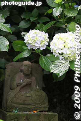 Keywords: tokyo hino takahata fudoson temple ajisai matsuri festival hydrangea flowers 
