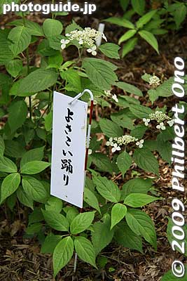 Some ajisai have name tags. This one is named "Yosakoi Odori."
Keywords: tokyo hino takahata fudoson temple ajisai matsuri festival hydrangea flowers 