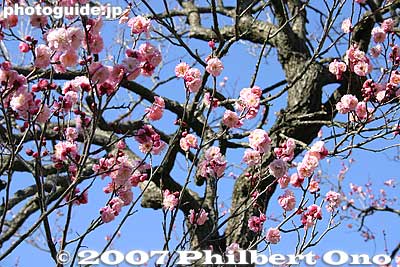 Keywords: tokyo hino mogusaen garden plum blossoms flowers