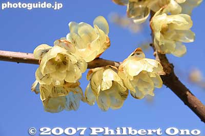 Yellow plum blossoms
Keywords: tokyo hino mogusaen garden plum blossoms japanflower