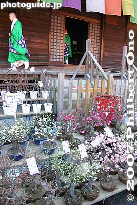 Plants for sale
Keywords: tokyo hino takahata fudoson kongoji buddhist temple