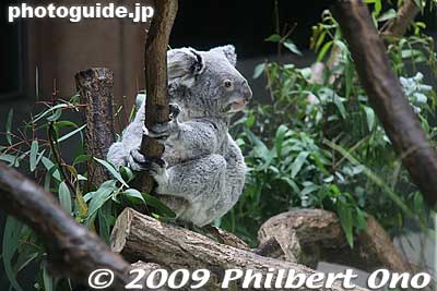 On Oct. 25, 2008, a baby kola was born. It finally appeared from its mother's pocket in April 2009. By June 2009, the baby koala grew large enough to be cute and recognizable as it clinged to its mother's belly.
Keywords: tokyo hino tama zoo animals koala
