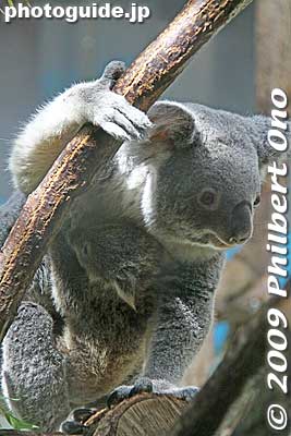 Keywords: tokyo hino tama zoo animals baby koala
