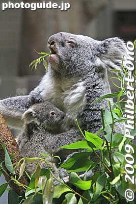 Baby koala and mother at Tama Zoo
Keywords: tokyo hino tama zoo animals baby koala