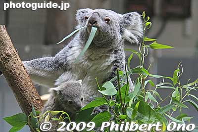 Also see [url=http://www.youtube.com/watch?v=dMiv1qSy67Y]my YouTube video here.[/url]
Keywords: tokyo hino tama zoo animals baby koala