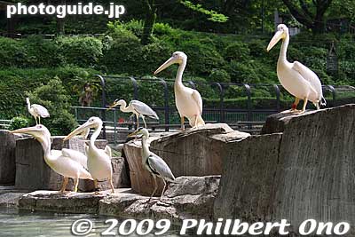 Pelicans
Keywords: tokyo hino tama zoo animals 