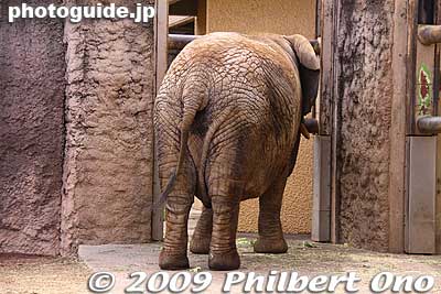 Shy elephant
Keywords: tokyo hino tama zoo animals 
