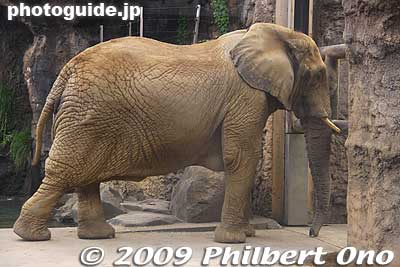 Keywords: tokyo hino tama zoo animals 