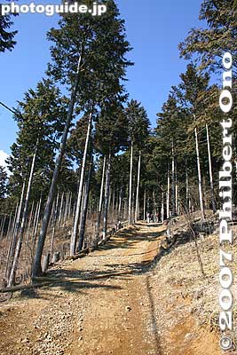 Keywords: tokyo hinode-machi town hinodemachi hinodeyama hinode-yama mt. mountain hiking forest trees