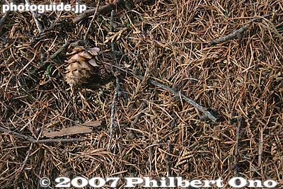 Pine cone
Keywords: tokyo hinode-machi town hinodemachi hinodeyama hinode-yama mt. mountain hiking forest trees