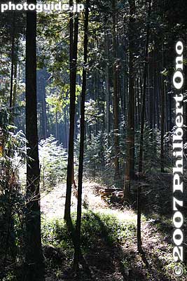 Trail to Hossawa Falls is very lush
Keywords: tokyo hinohara-mura village hossawa waterfall trees forest