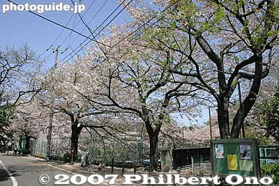 There are cherries on both sides of the river and a walking path on both sides.
Keywords: tokyo itabashi-ku ward shakujii river cherry blossoms flowers river trees
