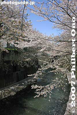 Keywords: tokyo itabashi-ku ward shakujii river cherry blossoms flowers river trees