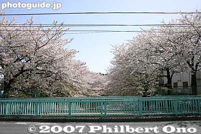 A few bridges cross the river.
Keywords: tokyo itabashi-ku ward shakujii river cherry blossoms flowers river trees