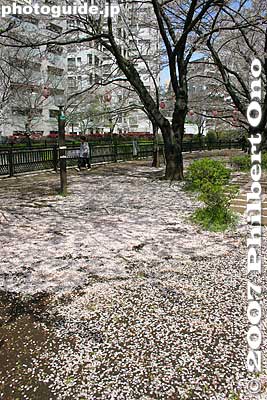 Petals
Keywords: tokyo itabashi-ku ward shakujii river cherry blossoms flowers river trees