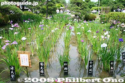 There are little signs indicating the iris species. The non-scientific names are quite pretty. The irises are grown in numerous separate patches which are all number. The garden area is about 7,700 sq. meters.
Keywords: tokyo katsushika ward horikiri iris garden flowers shobuen