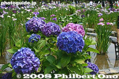Horikiri has been famous for irises for centuries. Some hydrangea also in bloom.
Keywords: tokyo katsushika ward horikiri iris garden flowers shobuen