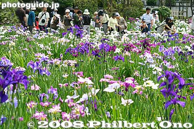 Horikiri Iris Garden, Katsushika, Tokyo
Keywords: tokyo katsushika ward horikiri iris garden flowers shobuen japanflower matsuri6