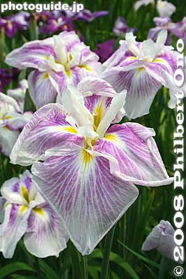 Keywords: tokyo katsushika ward horikiri iris garden flowers shobuen