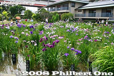 The garden also has a restaurant and tea rooms.
Keywords: tokyo katsushika ward horikiri iris garden flowers shobuen