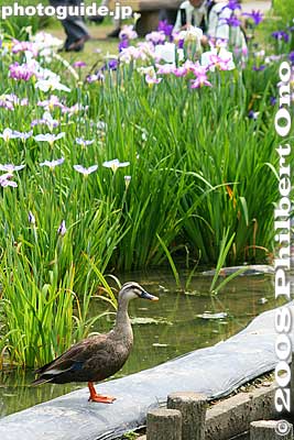 Ducky
Keywords: tokyo katsushika ward horikiri iris garden flowers shobuen